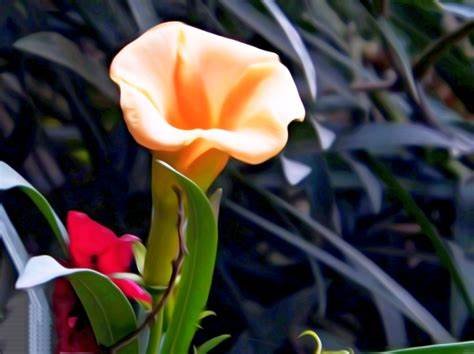 تاباں عبد الحی